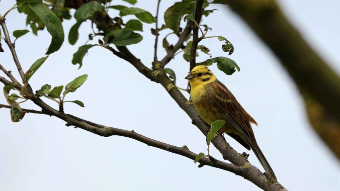 Yellowhammer perched in tree at Long Nanny, Northumberland